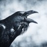 Фото профиля **RavenInAK 💙