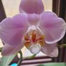 Фото профиля orchidea 66