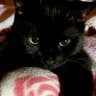 Фото профиля 猫と暮らす田舎者夫婦