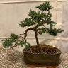 Bonsaiman 的头像