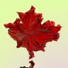Profilbild von FUN O'Canada