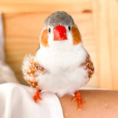 piyofish157's profile picture