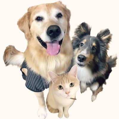 あんしゃろちょむ's profile picture