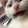 BlurryCat 的头像
