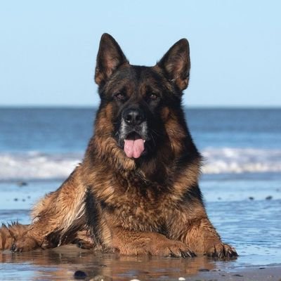 GSD LOVERS WORLD's profile picture
