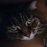 Alison ❤🐱 的头像