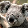 Фото профиля 通りすがりの者