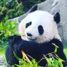 ゆか.｡🌸* profil fotoğrafı