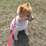 ももちゃん 的头像