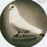Miss Dove 的头像