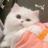 Profilbild von Neo Meow