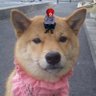 チャタロウ's profile picture