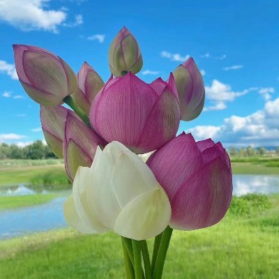 lyxn129371's profile picture
