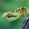 VanillaTaipan profil fotoğrafı