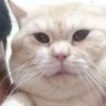 Jabbauuubii's profile picture