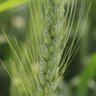 Фото профиля राजस्थानी किसान