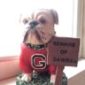College Football Casual's profile picture