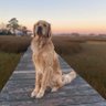 Фото профиля Bucket_The_Golden