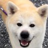 Фото профиля 秋田犬リキ❤️の生活