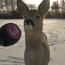 Animashun profil fotoğrafı