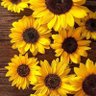 Mi tarrito de Girasol's profile picture