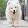 我还是养一只萨摩耶吧🐶 profil fotoğrafı