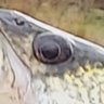 #TheFishEye's profile picture