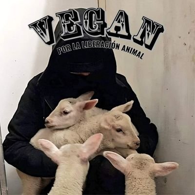 Mauro🐑's profile picture