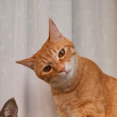 20siesta's profile picture