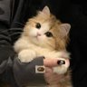 清纯少女鲨手 profil fotoğrafı