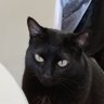 coregaTabs's profile picture