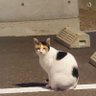 おすず 的头像