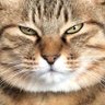Natuosan's profile picture