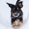 Profilbild von Kaarlo Galsong