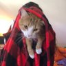 Profilbild von My Cats are Liberals