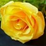 Ali Alnajafi's profile picture
