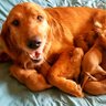 Profilbild von BayAreaGoldenRetrievers