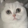Loki 的头像