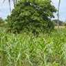 Kenya moja 的头像