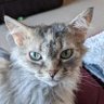 Laura Jean 🇨🇦🥩🍎's profile picture