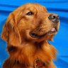 Profilbild von Duke from Bush’s Baked Beans