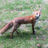 犬 profil fotoğrafı