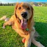 Aya & Simba's profile picture