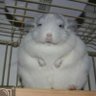 Фото профиля chinchilla lover