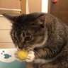 (*・ω・)♪ 的头像