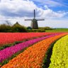 Tulipgirl 的头像