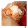 Tiger Meow Meow's profile picture
