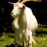 g profil fotoğrafı