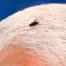 Just a Fly in the Ointment profil fotoğrafı