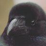 Profilbild von crow
